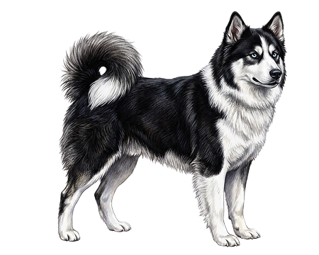 Yakutian Laika